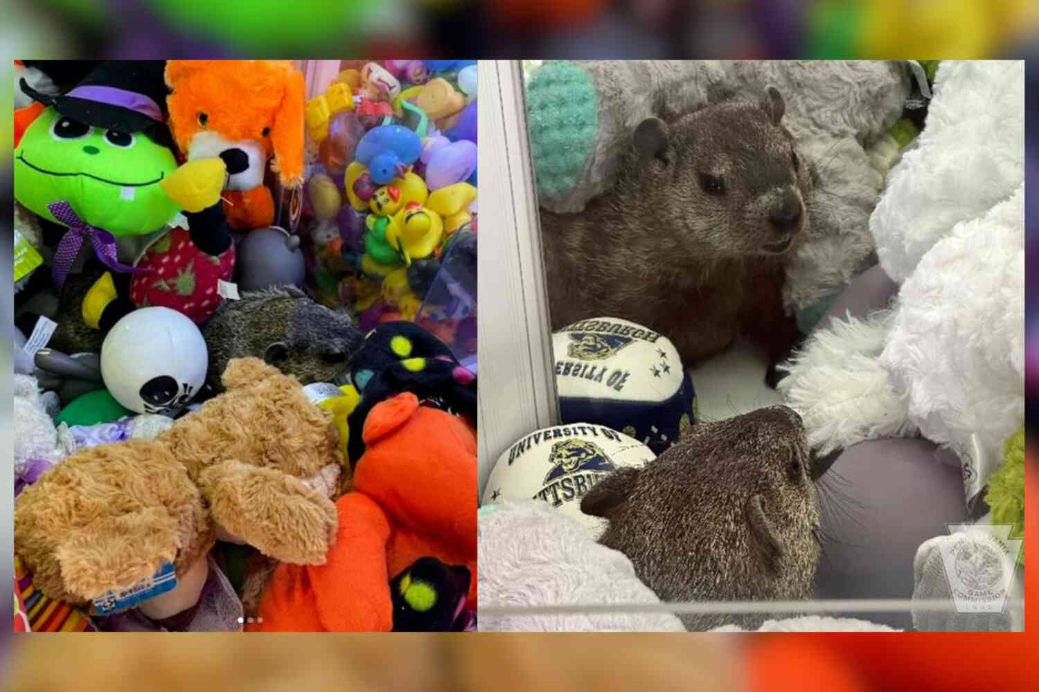 A live groundhog was found among the stuffed animals inside a claw machine in Pennsylvania | Not the Bee